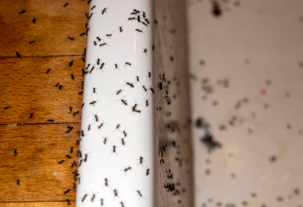 Best Mosquito Control Services  in Hayden, CO