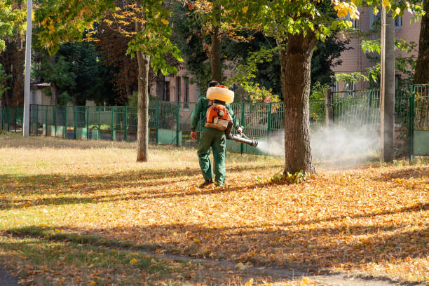 Best Termite Control Services  in Hayden, CO