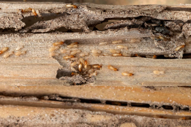 Best Affordable Pest Control Services  in Hayden, CO